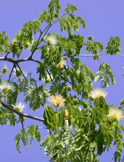 Flowering Brazilian Raintree Bonsai Tree (Pithecellobium Tortum)