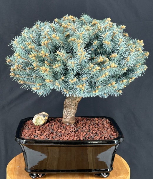 Dwarf Globe Blue Spruce Bonsai Tree (Picea Pungens 'Globosa')