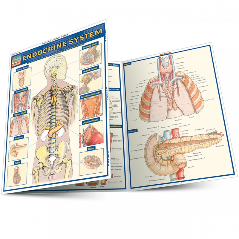Quickstudy | Endocrine System Laminated Study Guide