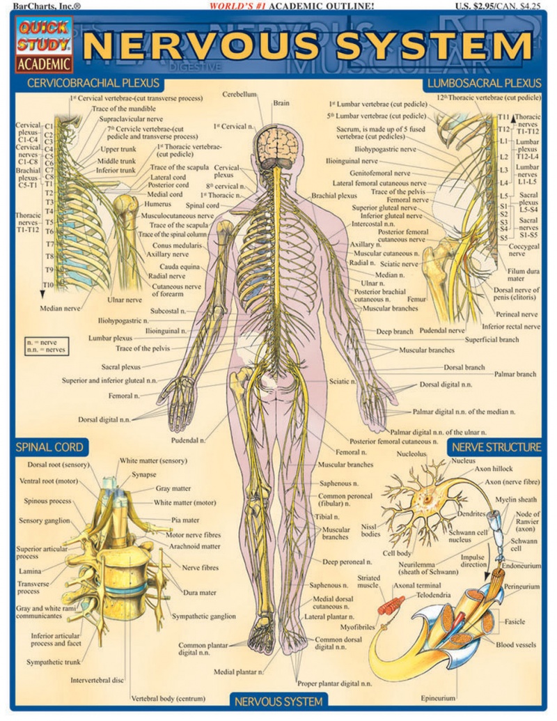 Quickstudy | Nervous System Laminated Study Guide