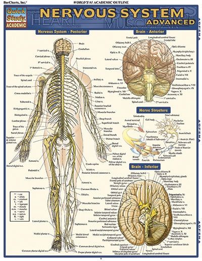 Quickstudy | Nervous System Advanced Laminated Study Guide