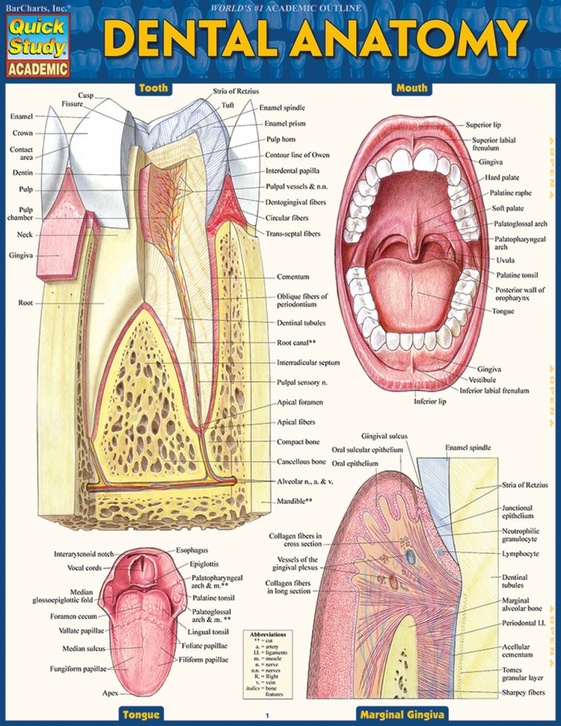 Quickstudy | Dental Anatomy Laminated Study Guide