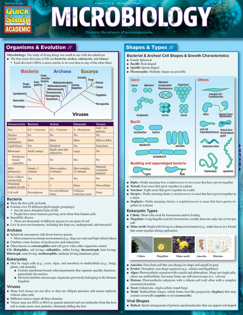 Latin Grammar Laminated Study Guide