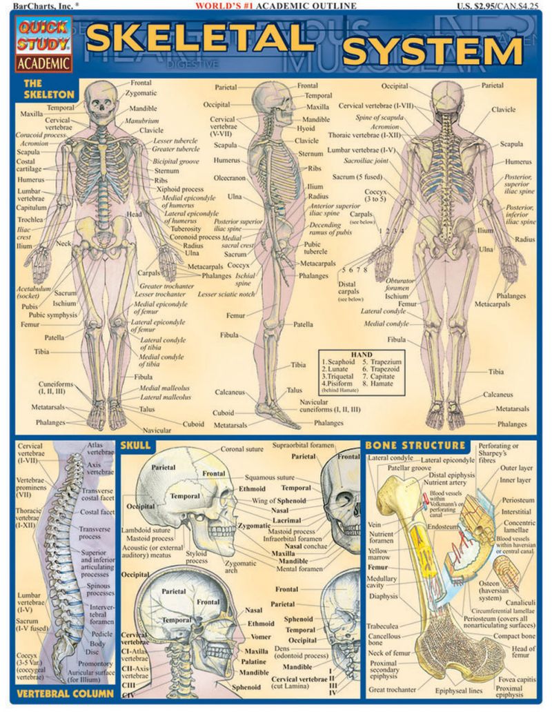 Quickstudy | Skeletal System Laminated Study Guide