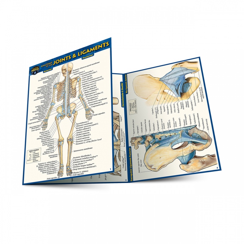 Quickstudy | Anatomy Of The Joints & Ligaments Laminated Pocket Guide