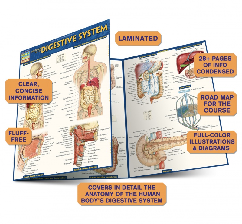 Quickstudy | Anatomy Of The Digestive System Laminated Study Guide