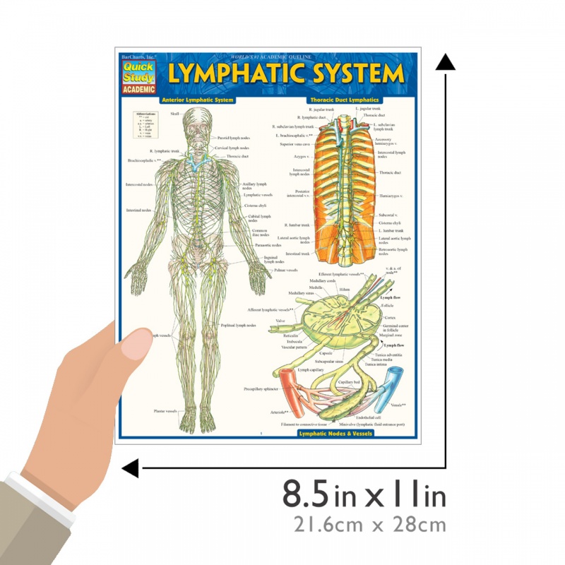 Quickstudy | Lymphatic System Laminated Study Guide