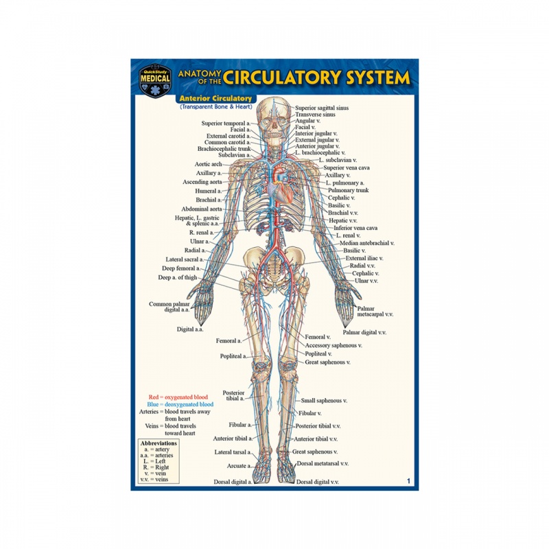 Quickstudy | Anatomy Of The Circulatory System Laminated Pocket Guide