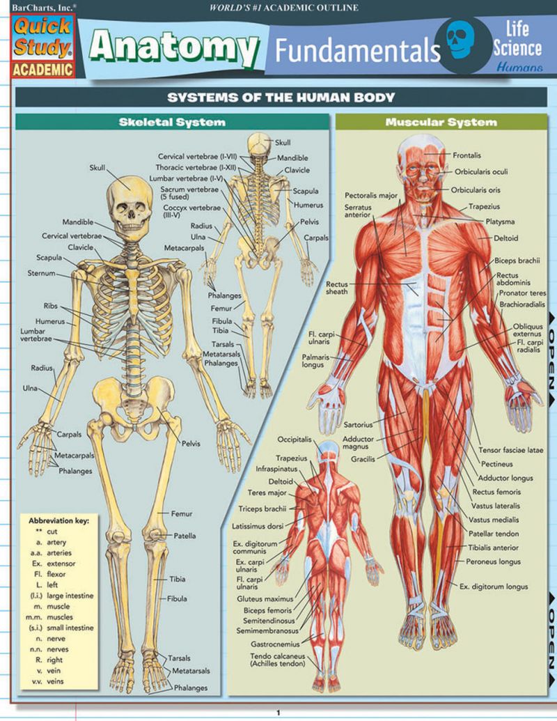 Quickstudy | Anatomy Fundamentals: Life Science Laminated Study Guide