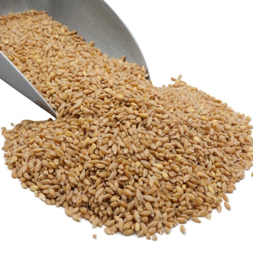 Wheat Berries, Bronze Chief (Red) 50 Lb