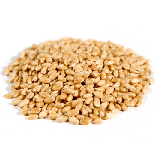 Organic Hard White Wheat Berries - Buy Online from Montana Flour And Grain