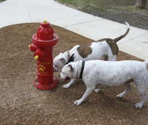 Dog Fire Hydrant