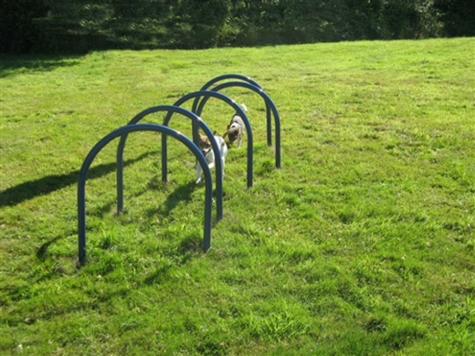 Hound Hoops - Set Of 5
