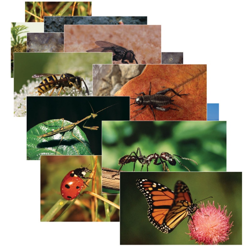 Insects 14 Poster Cards