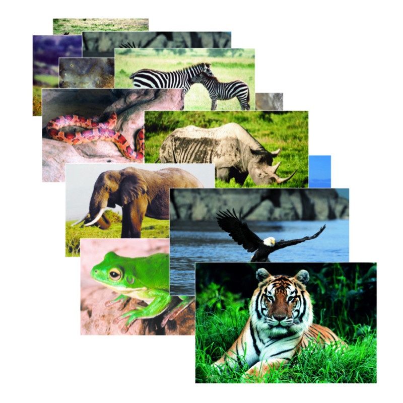 Wild Animal Poster Set Set Of 10