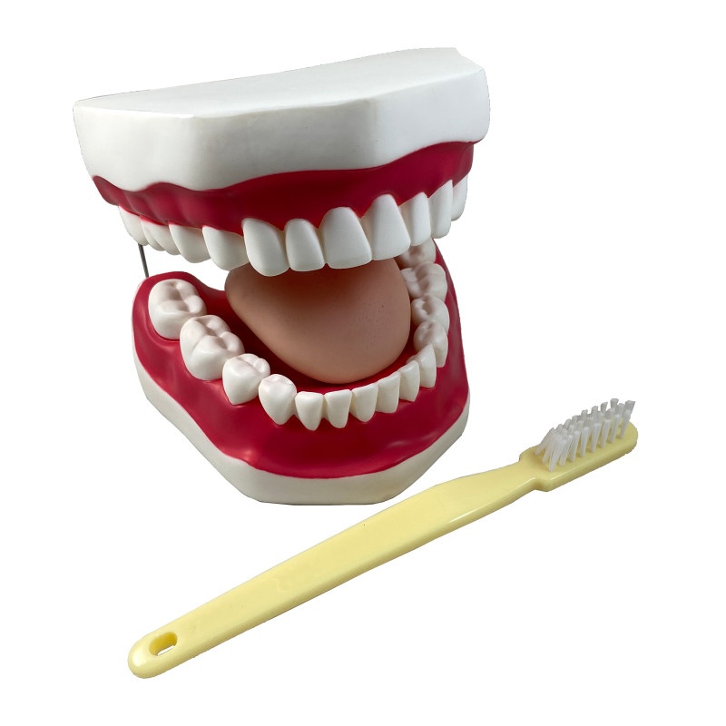 Oral Hygiene Model W/Key