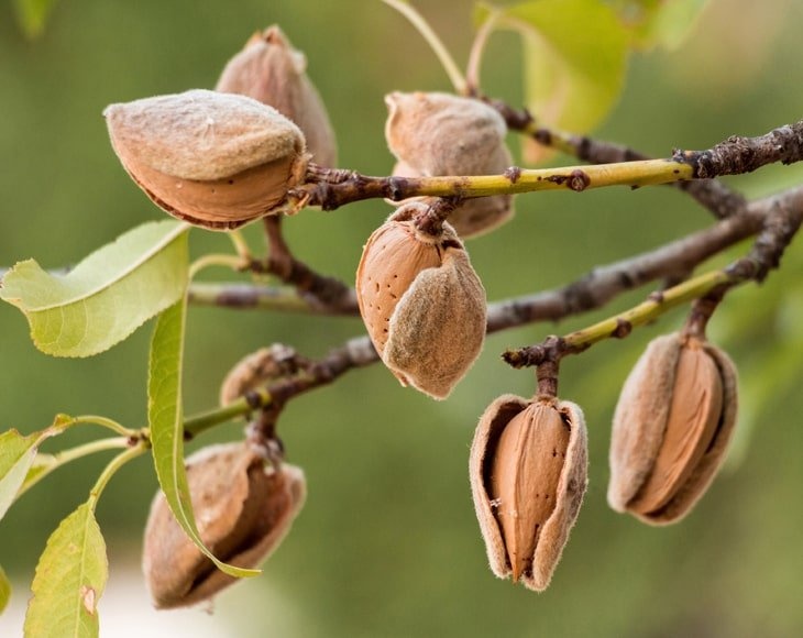 Natural Sliced Almonds