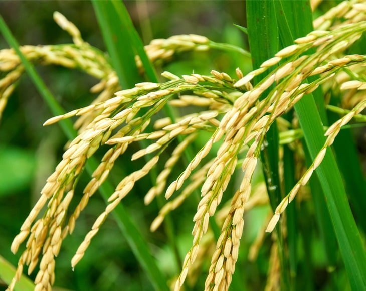 Organic Long Grain White Rice