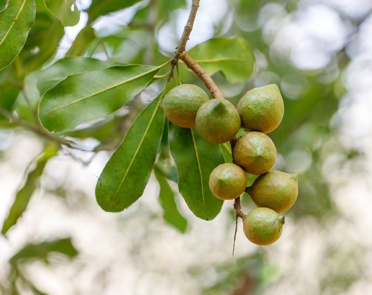 Macadamia Nut Pieces