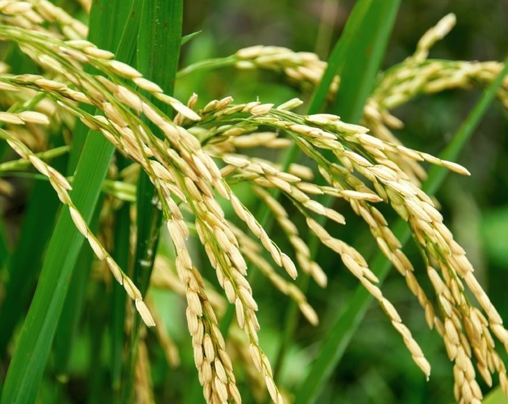 Calrose Rice