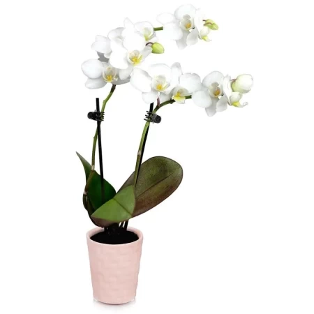 Pick Me Up Orchid