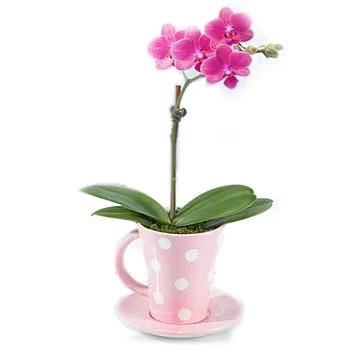 A Cup Of Orchid