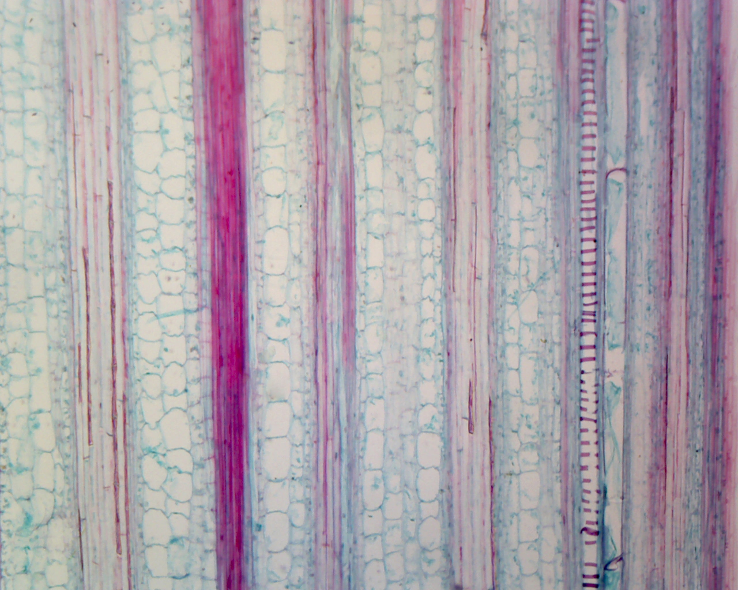 Gsc International Zea Mays (Corn) Stem; Typical Monocot Stem