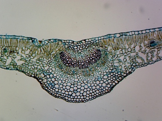 Gsc International Prepared Microscope Slide With Specimen Of Ligustrum Leaf; Showing Typical Mesophytic Dicot Leaf, C.S. For Biology Education