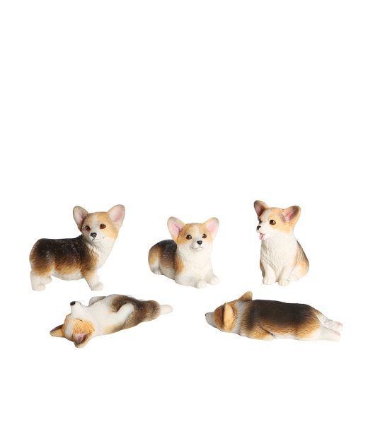 [Petorama] Corgi Puppies Set - Buy Online Today!
