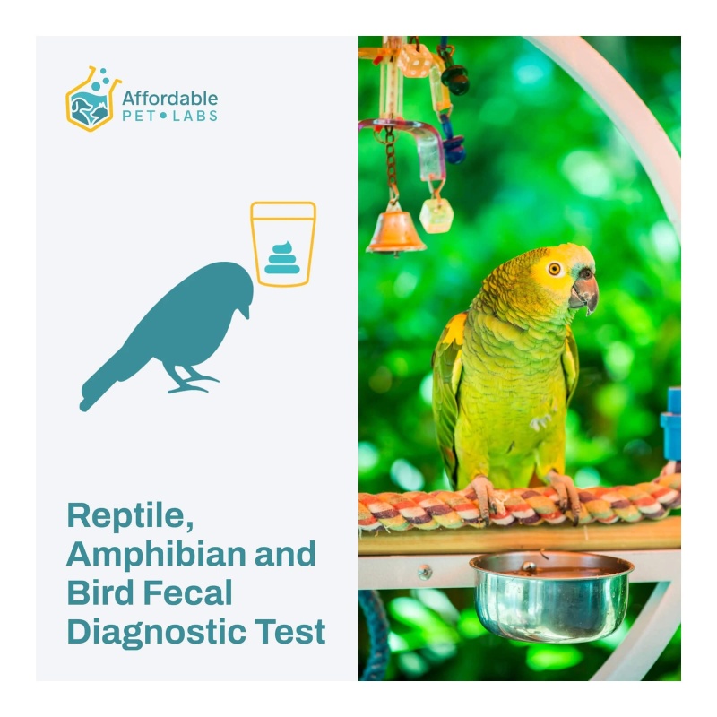 Affordable Pet Labs - Reptile, Amphibian & Bird Fecal Diagnostic Test ...