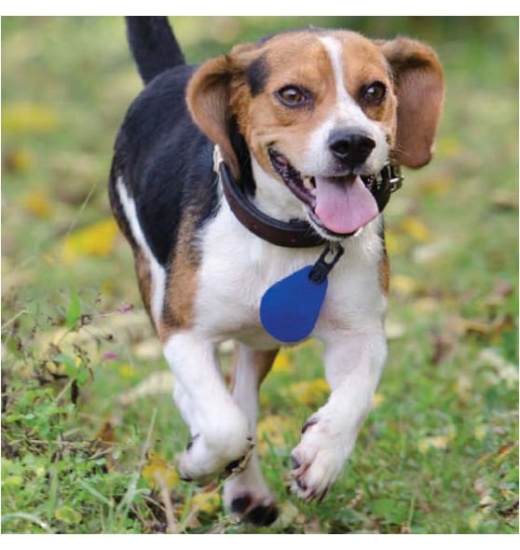Spectra Shield Collar Medallion for Dogs - Flea and Tick Protection