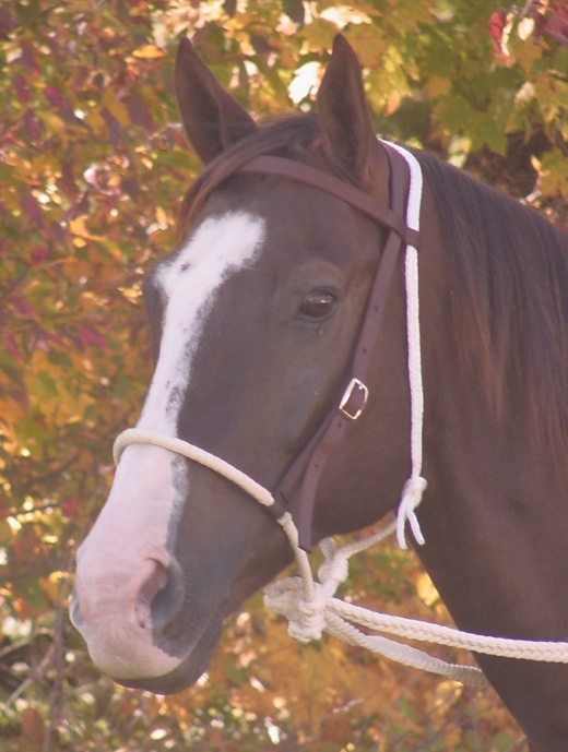Mustang Breaking Hackamore Bridle, Nylon