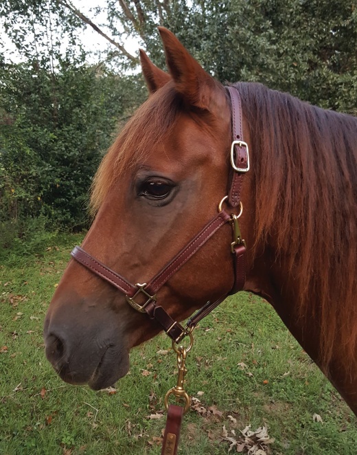 Perri's Leather Halters And Leads