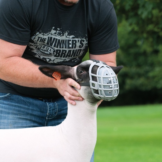 Weaver Sheep Muzzle