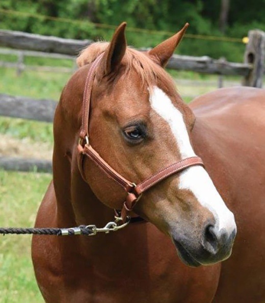 Perri's Value Leather Horse Halter in Chestnut Brown