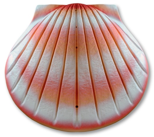 Seashell Collection Biodegradable Urns