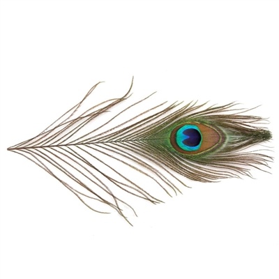 Peacock Eye Tails - Natural - 4"-10"