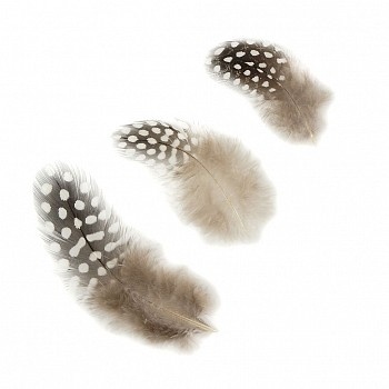 Loose Guinea Plumage Feathers - #2927