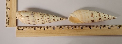 Marlinspike Augur (Terebra Maculata)