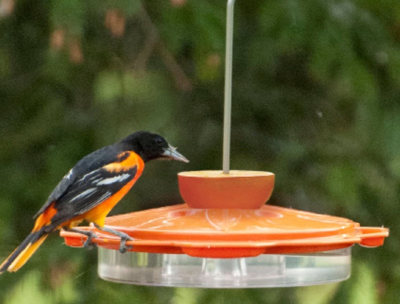 Woodlink Nao1 Audubon Classic Oriole Feeder