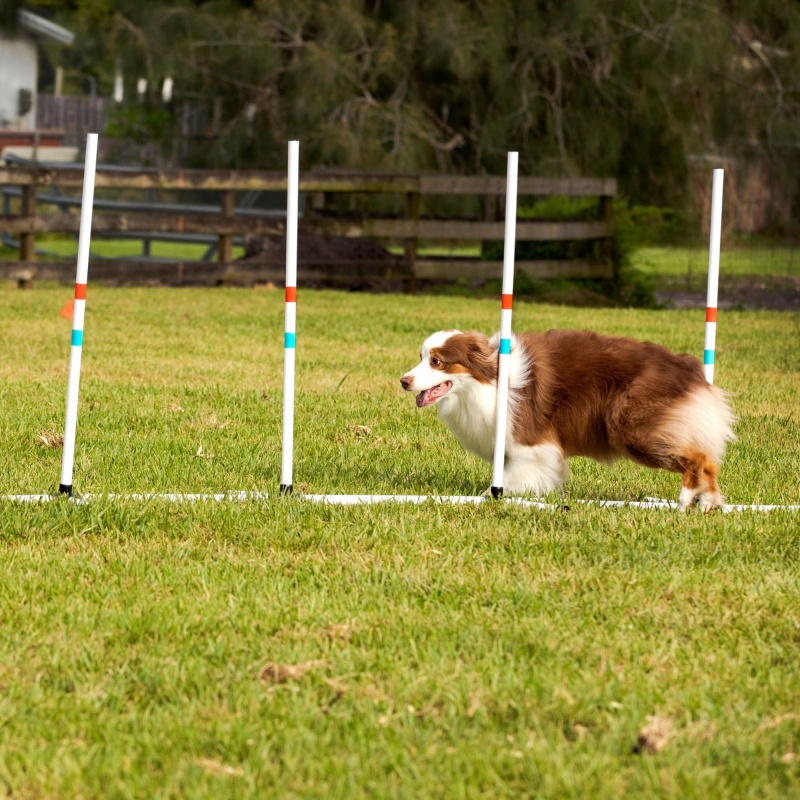 Midlee Dog Agility Weave Poles