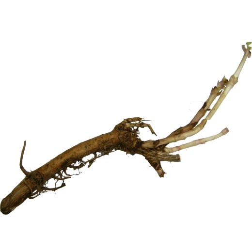 Cascade Hop Rhizome