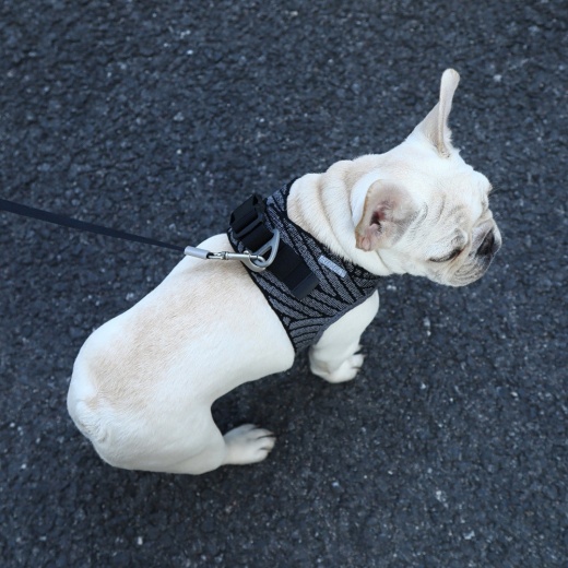 Instachew Petkit Air Fly Dog Harness