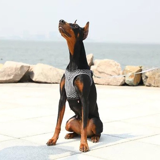 Instachew Petkit Air Fly Dog Harness