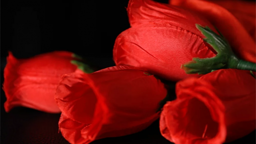 The Rose 2.0 (Red) Magic Trick by Bond Lee & Wenzi Magic