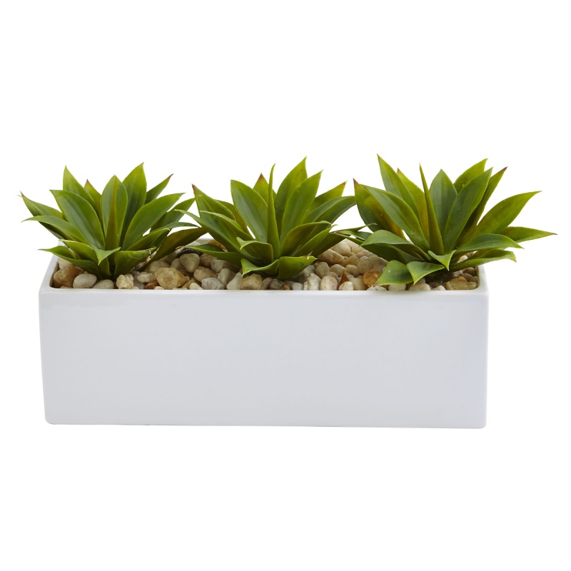 Agave Succulent In Rectangular Planter
