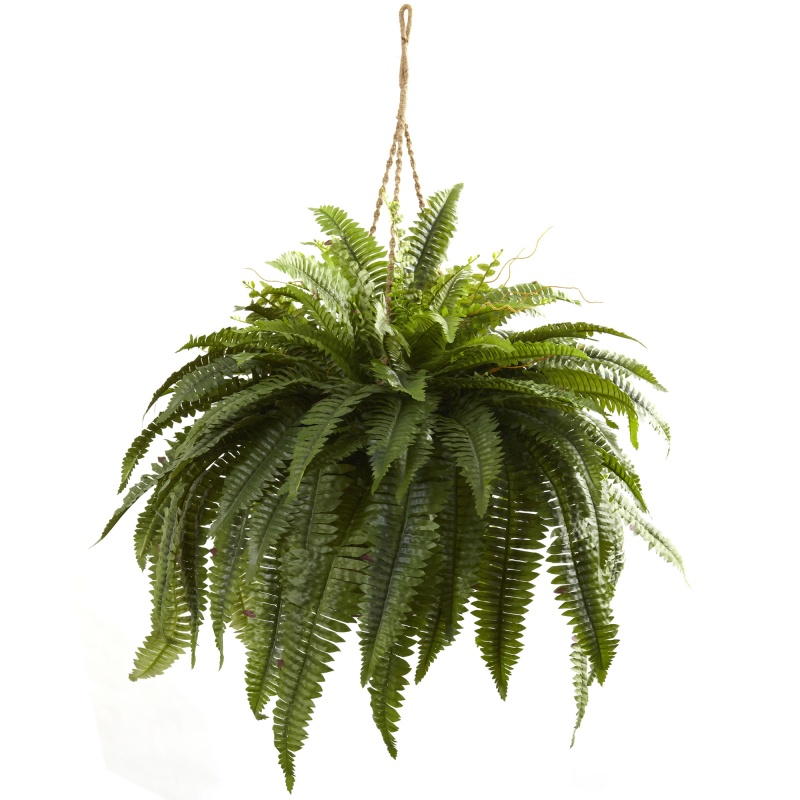 Double Giant Boston Fern Hanging Basket