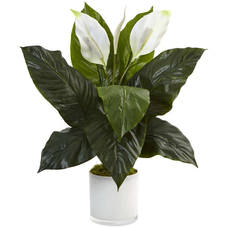 Spathifyllum In Glossy Glass Planter