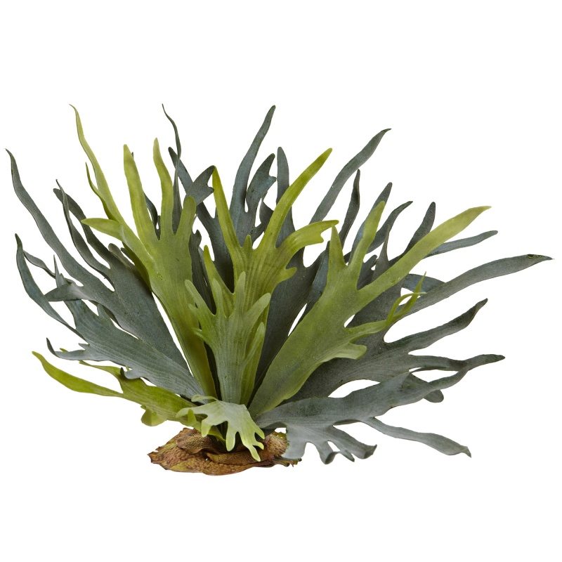 21” Staghorn Fern (Set Of 2)