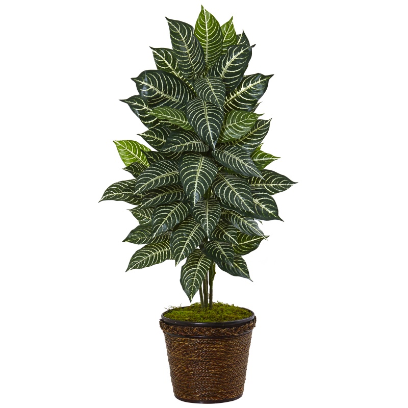 4’ Zebra Plant In Coiled Rope Planter